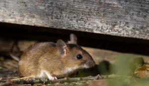 Read more about the article Vole, Mole, or Mouse?