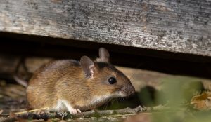 Vole, Mole, or Mouse?